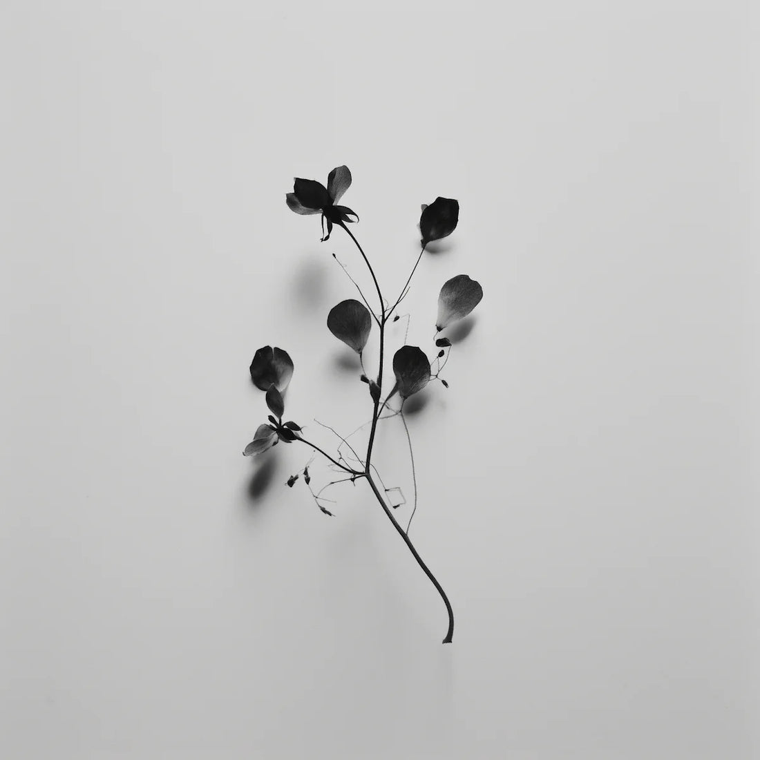 Top, Heart, Base: Understanding Fragrance Notes